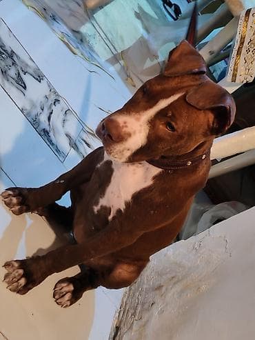 pitbull bala: Pitbul, 1 ay, Dişi, Peyvəndli, Ünvandan götürmə — 1