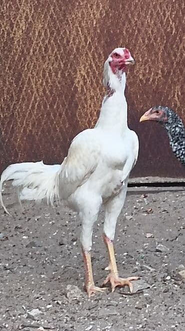 Şekilde gorduyunuz heyratı xoruzlardan olan mayalı yumurtalar satılır — 3