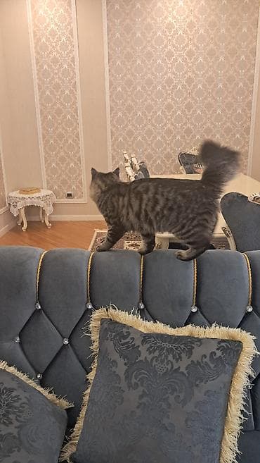 meyn: Meyn-kun, Erkək — 7