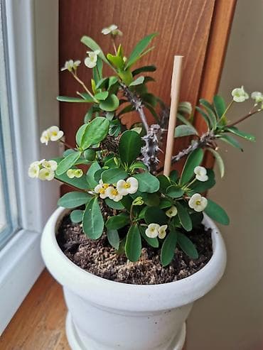 etirsah bitkisi: Evdaxili saksı bitkisi – Euphorbia milii (Tikanlı tac). - Ağ rəngli — 3