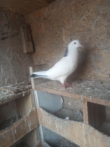 Птицы: Tutulma Erkey real alıcıya endirim edərəm leşi tutulub — 1