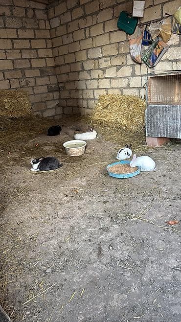 doşan şəkilləri: Bala dovşanlar biri 5 manat sağlam dovşanlardı yemə düşüblər 1.5 — 5