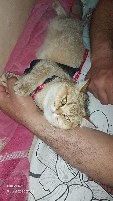 Pişiklər: Qızıl şinşilla, Dişi — 7