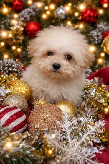 itle: Pudel, 3 ay, Erkek, Peyvəndli, Ünvandan götürmə — 5