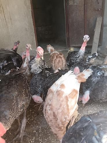 heleb kecileri satilir: Hinduşka 20 eded birge satilır 3aylığdı — 2