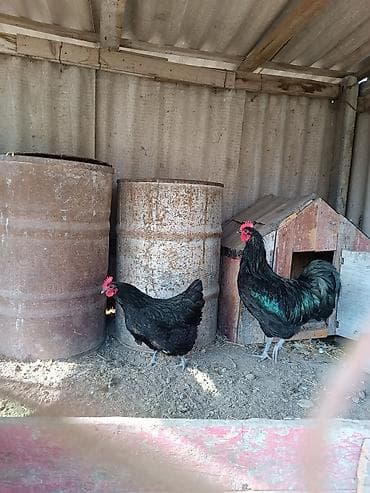 quş vuran: Təmiz qan avstralorp yumurtası satılır. istəyən əlaqə saxlasın — 1