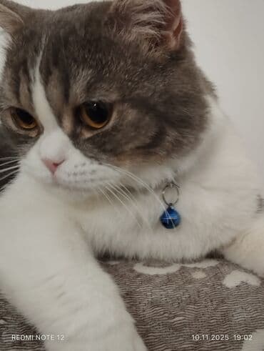 Çaydanlar: Britan — 5