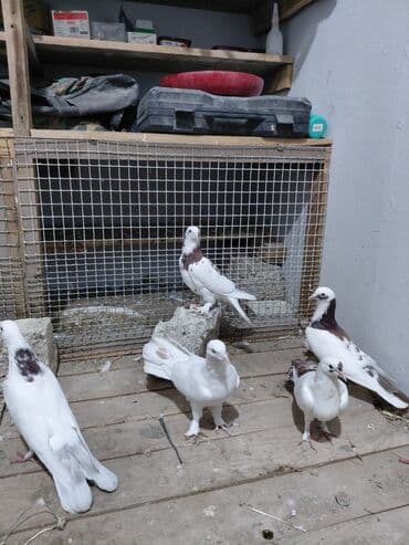 göyərçin yuvası: Salam saglam quşlardı 16.17 tük istəyən yazsın vatsaf aktivdi - Növ — 2