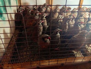 cuce qefes: Qafqaz kəklikləri – qəfəsdə bəslənmiş, sağlam və aktiv sürü - Növ — 2