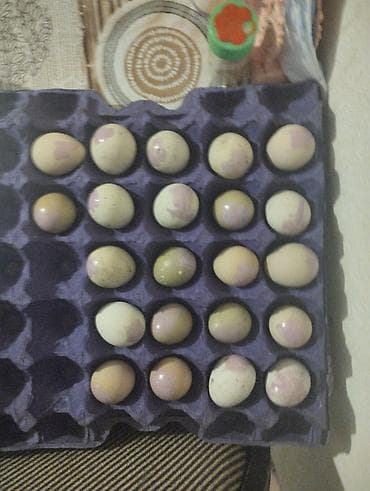 quru süd: Təzə təsərrüfat yumurtaları - Növ: toyuq yumurtası - Qablaşdırma — 4