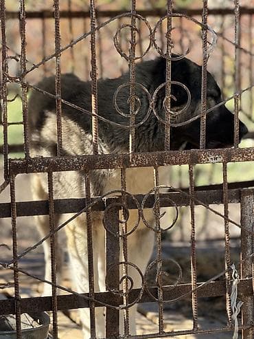 afcarka balalari satilir: 🐕 Təcili Satılır — Qafqaz çoban iti İri cüssəli, sağlam və güclü — 1