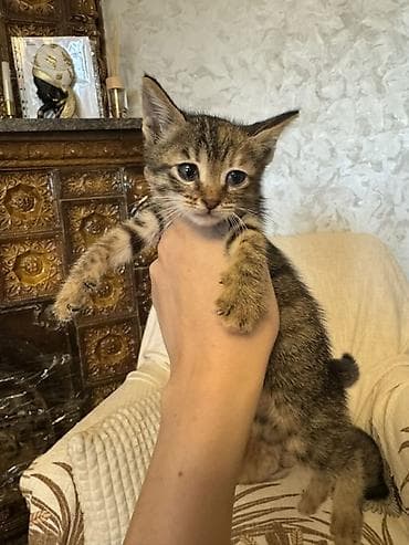 pişik balaları: Tabbi, Erkək, Dişi, Yaxşı əllərə, Ünvandan götürmə — 2