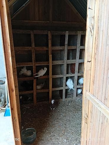 Hazır quş dami satılır tekernen yep yeni laki dolgusu vurulub təkəri