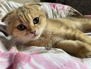 Heyvanlar: Qızıl şinşilla, Dişi — 2