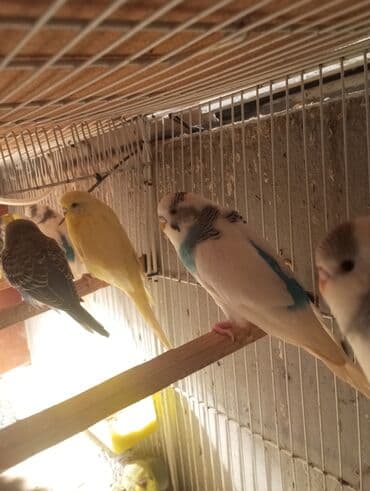 ayliq 10 azn internet: Biri 9 manat Rengbereng papuqaylar — 5