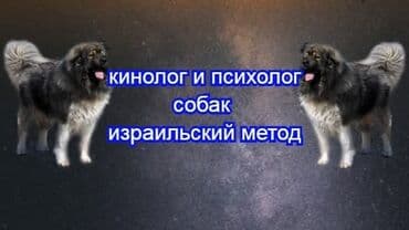 Heyvanlarınızın təlimində kömək edə biləcək peşəkar kinoloq və