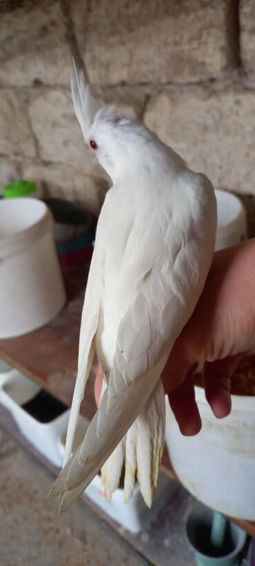 sağlam həyat sağlamlıq mərkəzi: Salam ilk ozce yazini hamisini oxuyun sonra elaqe saxliyin hardasa bir — 9