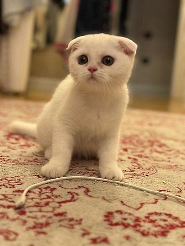 itiler: Şotland yastı qulaq — 3