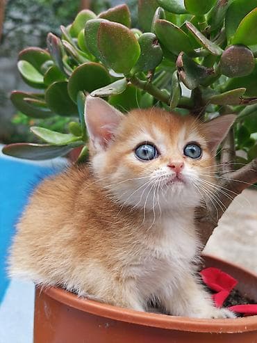 pisiy: Cins: Qızılı-ağ rəng çaları olan balaca pişik Təsvir: - Yumşaq, sıx — 4
