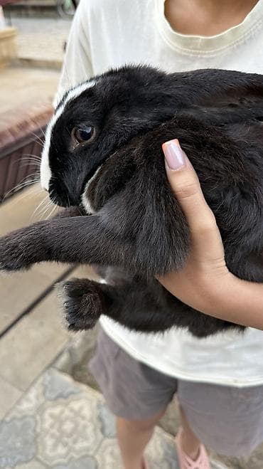 heyvanlar: Saglam, qara heyet dovşani 🐰 — 4