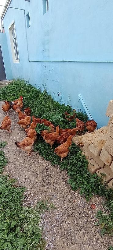 kənd toyuqlarının satışı: Toyuq, Yumurtalıq, Ödənişli çatdırılma — 4