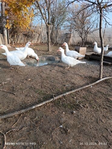 sabuncu toyuq bazari 2023: 10 dənə (6 dişi, 4 erkək) 7 aylig lal ördəklər Sağlamdırlar bağ — 7