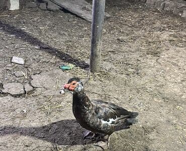 İtlər: Krasnadar lal ördəklər, hamısı erkəkdir. 1 illikdilər. Erkək çox — 2