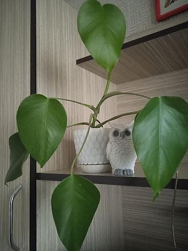 ev gulleri satisi: Сциндапсус N-Joy — 8