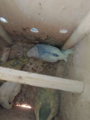 pulsuz heyvanlar verilir: Vaxtim olmadığı ucun satiram aktiv quslardir altında 3 balasi var — 1