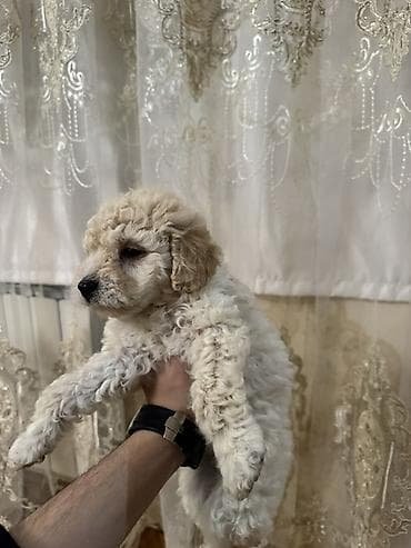 böyüməyən it cinsləri: Pudel, 1 ay, Dişi, Ödənişli çatdırılma — 1