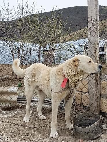 cins heyvanlar: Qafqaz çoban iti, 2 il, Erkek — 1