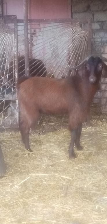 qara mal: Salam qurbanlıq erkekler satılır tek tekde satılır real alıcılar zeng — 3