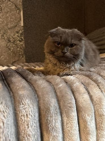 Грызуны: Шотладская вислоухая, Самка, В добрые руки, Платная доставка — 3