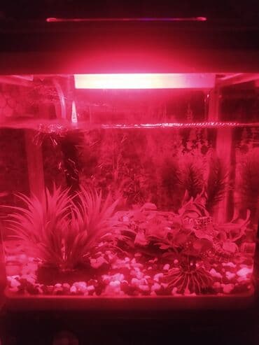 heyvan satışı: Akvarium satılır 20 ltr-lik firma malıdır dekorları ilə birlikdə — 3