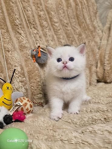 Кошки: Британская — 2