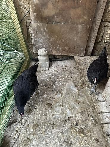cuca: Toyuq, Australorp, Damazlıq — 4