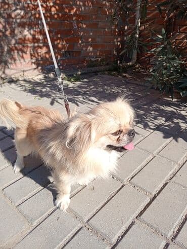 afcarka bala: Pekines, 1 il, Erkek — 2