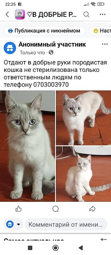 Britan, Dişi, Yaxşı əllərə, Ünvandan götürmə