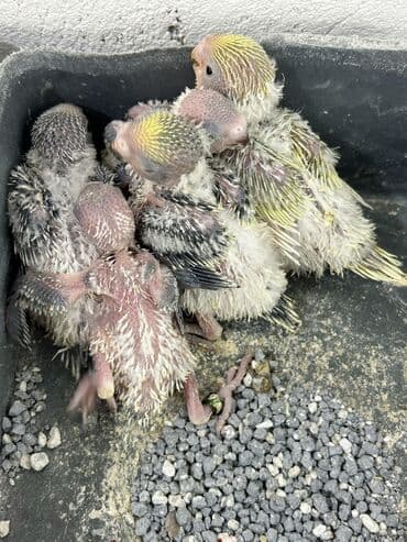 ən ucuz pişiklər: Təmiz qan ayağı üzüqlü qəydiyatlı altı balalı çexler cütlükler — 12