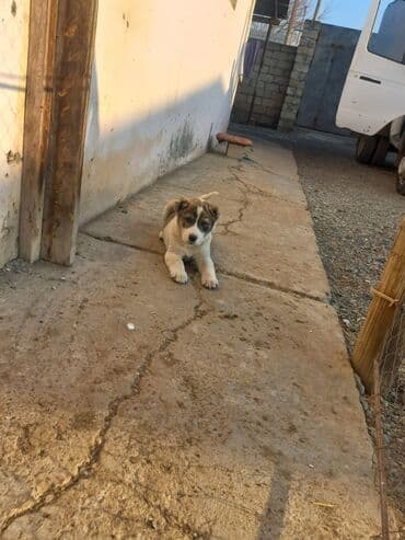 suda yasayan heyvanlar haqqinda melumat: Qurdbasar, 11 ay, Erkek, Peyvəndli, Ödənişli çatdırılma — 4