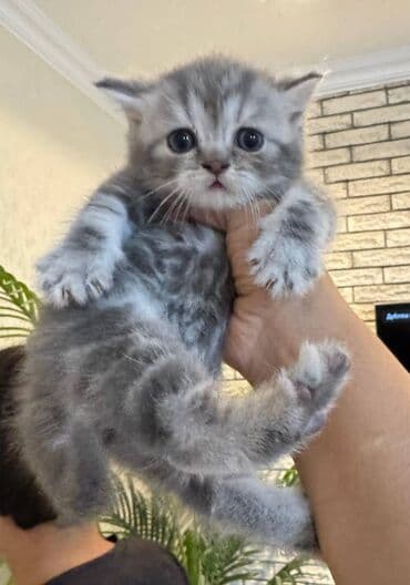 pişikler ucuz: Şotland — 8