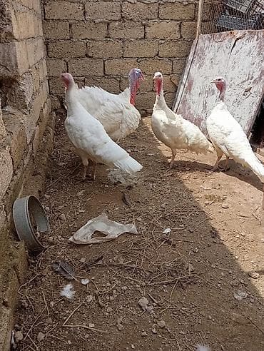hinduşka: Məhsul: Ağ hinduşka sürüsü (erkək və dişilər) Təsvir: - Ağ rəngli — 4