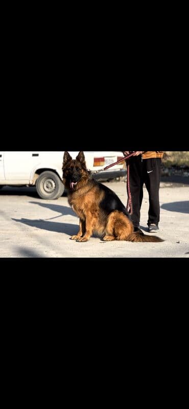 itler bala: Alman çoban iti, 2 il, Dişi, Peyvəndli — 11