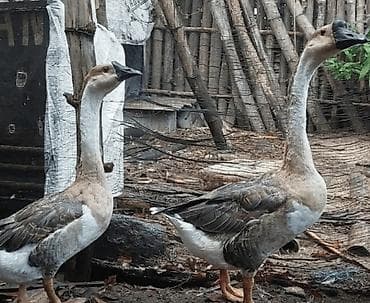 Gəmiricilər: Çin qazları – damazlıq sürü Məhsul təsviri: - Növ: Çin (Swan/Chinese) — 3