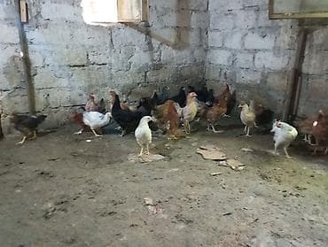 toyuq hinləri: Toyuq, Damazlıq, Ünvandan götürmə — 4
