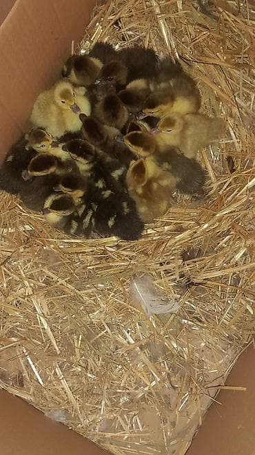 kend toyuqlari: 23 dənə bala macar zümrüdü krasnadar lavanda razılaşma yolu ilə — 6