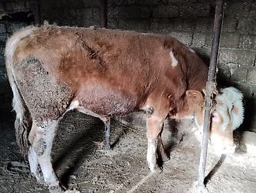 simental inək: Simental tipli dana - Cins: Simental tipli, ətlik istiqamət - Rəng — 6