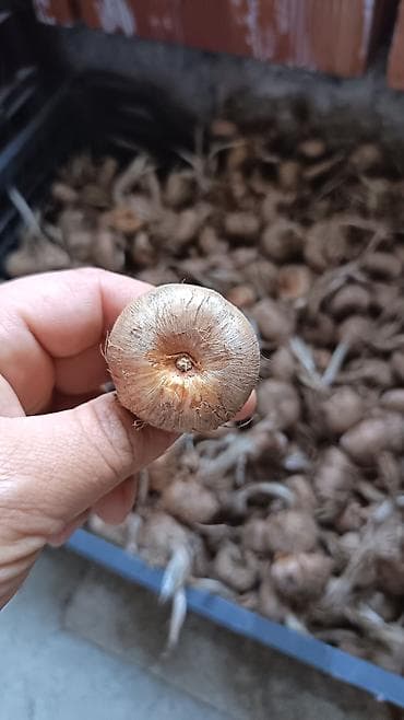 xlorofitum bitkisi: Produkt: Zəfəran/ (Crocus sativus) soğanaqları İri və qarışıq ölçüdə — 2