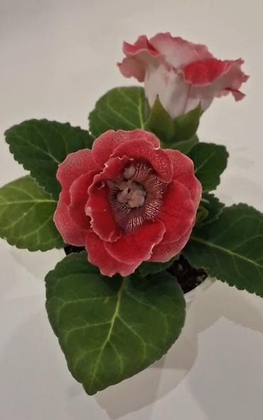 Глоксиния lalafo.az -da Глоксиния