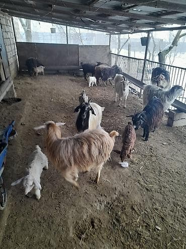Qoyun-keçi təsərrüfatı üçün müxtəlif cinsli keçilər və bala keçilər -
